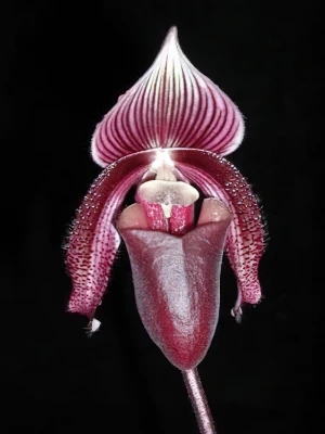 Bild von Paphiopedilum curtisii 4